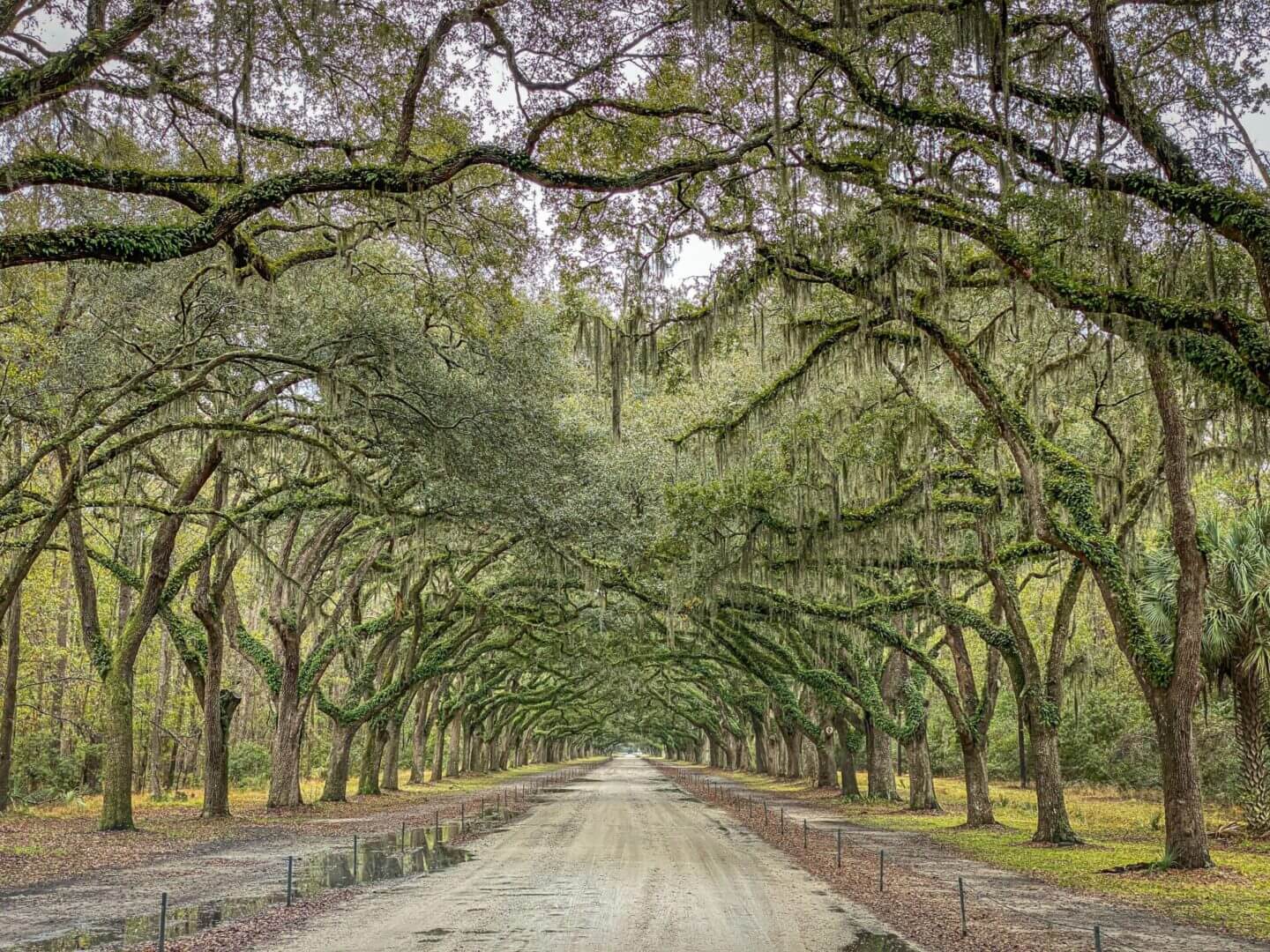 A road with many trees on both sides of it